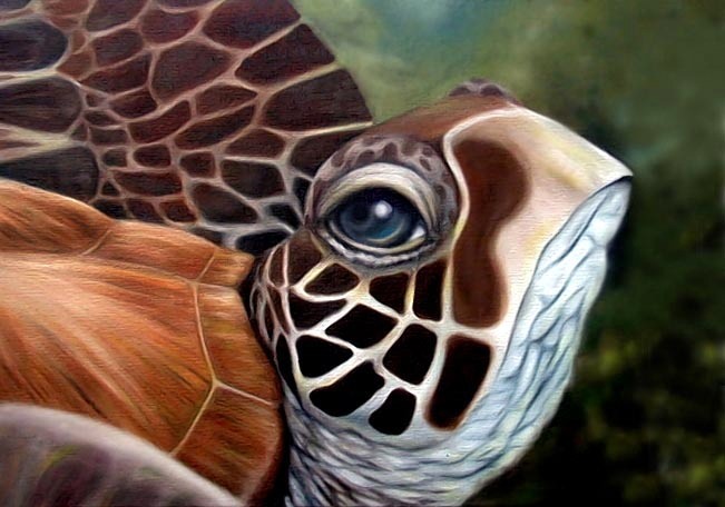2000-tahiti-hawksbill-sea-turtle-catherine-buchanan-11x14