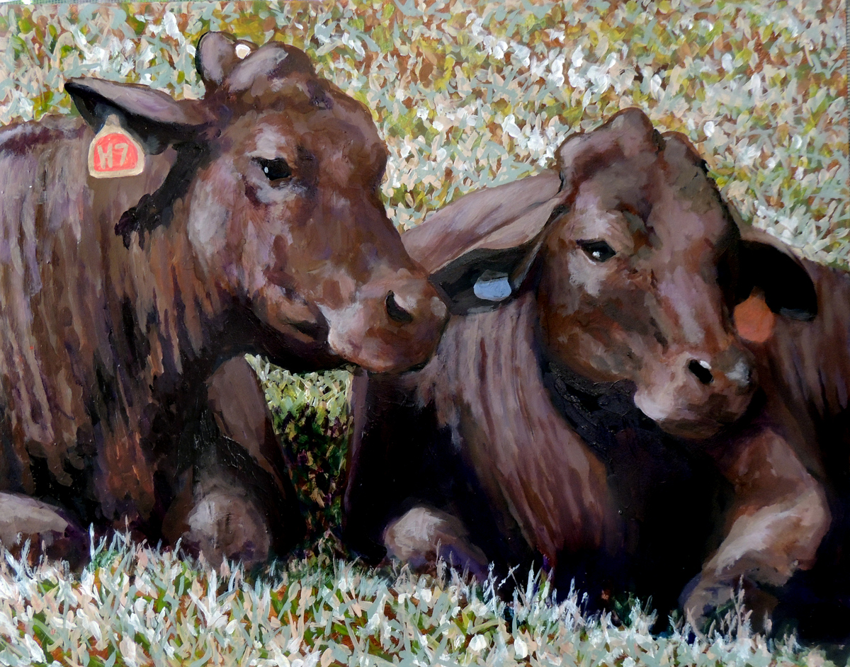 2013-pu'u-o-hoku-ranch-cows-3-catherine-buchanan-11x14