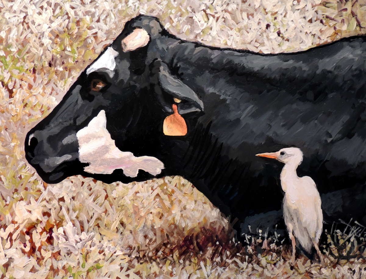 2013-pu'u-o-hoku-ranch-cows-4-catherine-buchanan-11x14