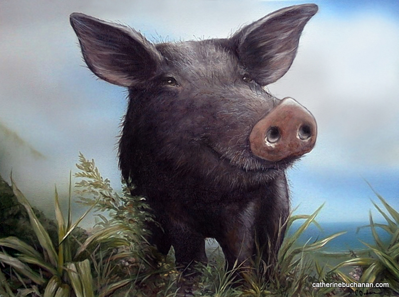 wild_pig_catherine_buchanan_sadies