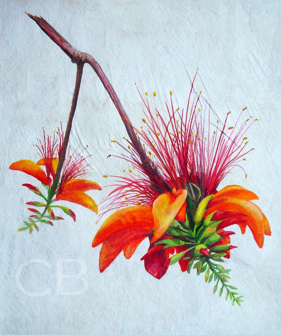 Flame Tree