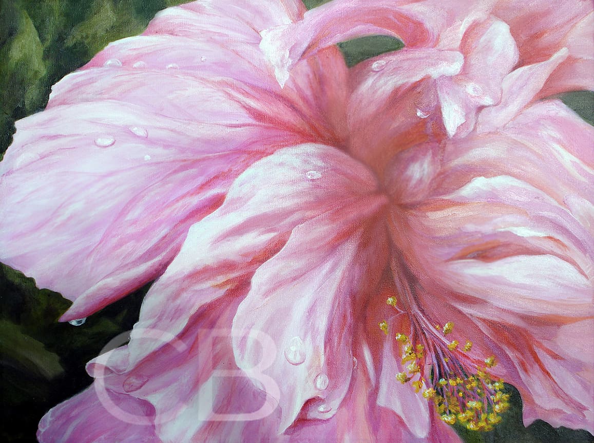Pink Hibiscus Flower