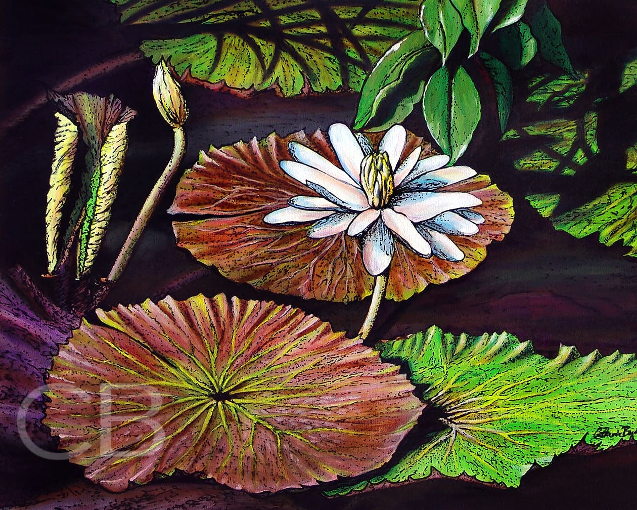 Water Lillies