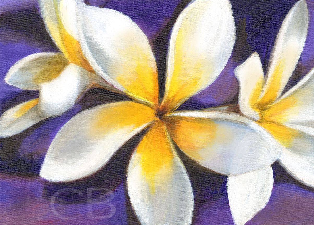 Yellow Plumeria Blossoms